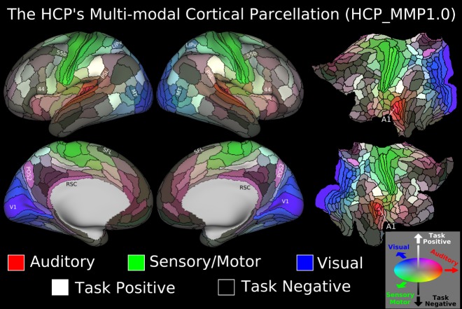 The 180-area per hemisphere HCP_MMP1.0 multimodal human cortical parcellation. Reprinted, with permission, from Ref. 3. Data at http://balsa.wustl.edu/WN56.